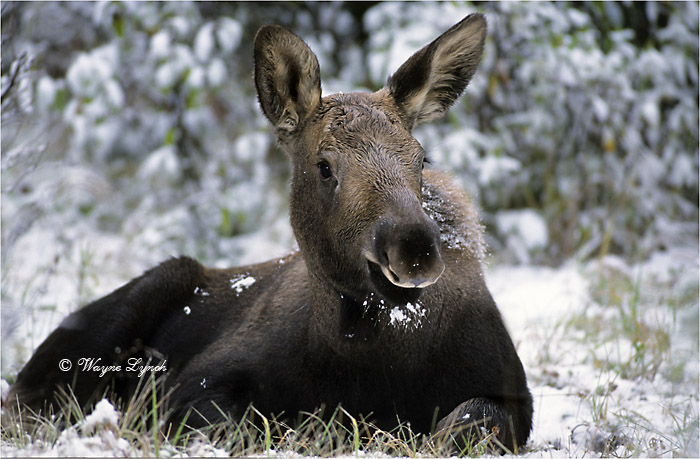Moose Calf 109 by Dr. Wayne Lynch &copy;